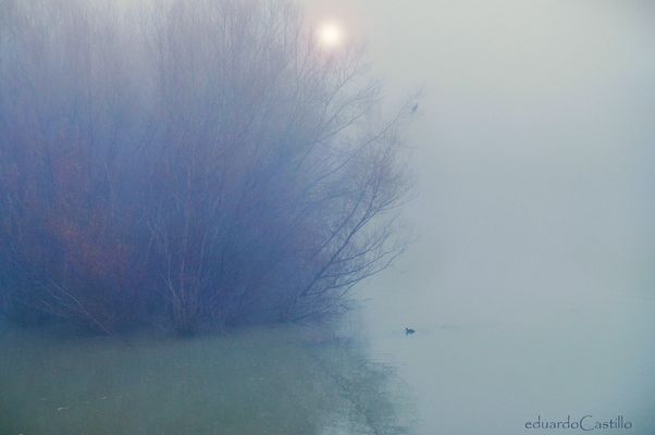 La magia de la niebla matutina