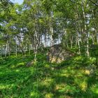 La magia del bosco al mattino