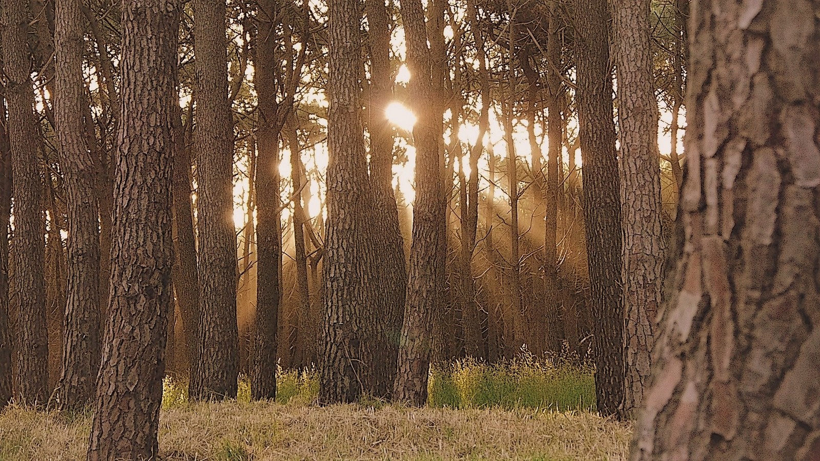 LA MAGIA DEL SOL