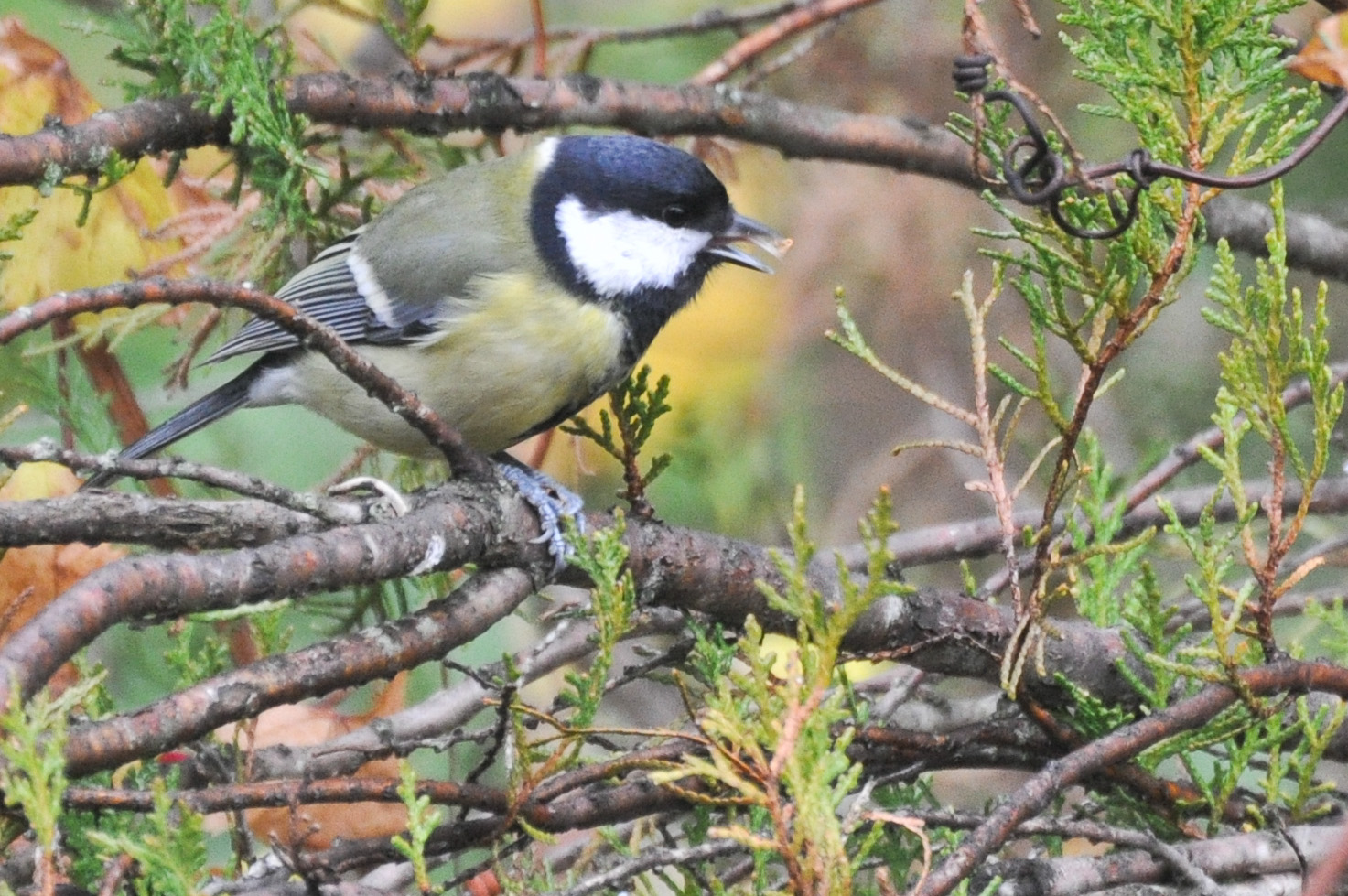 la magia della natura