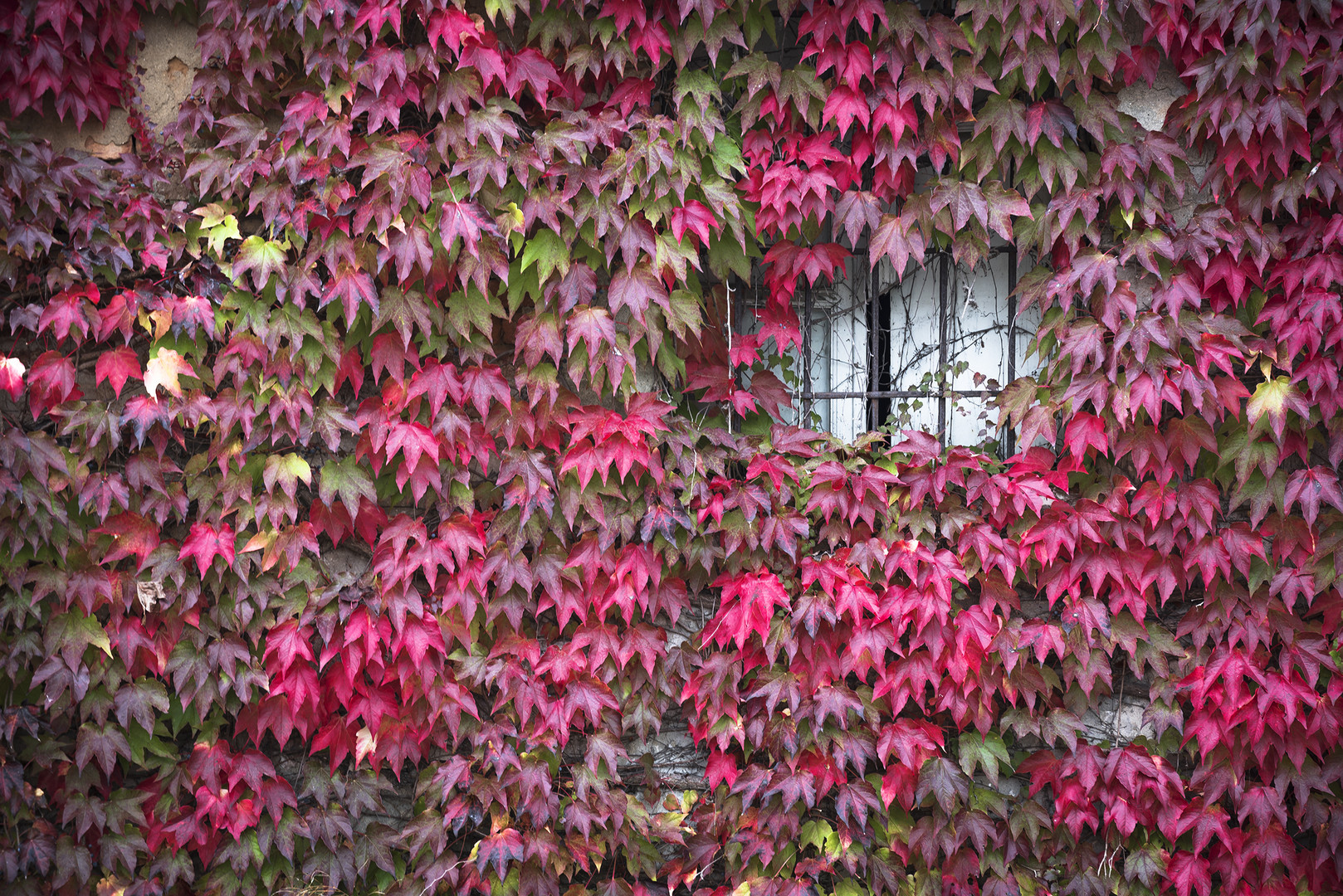 "La Magia Dell'Autunno