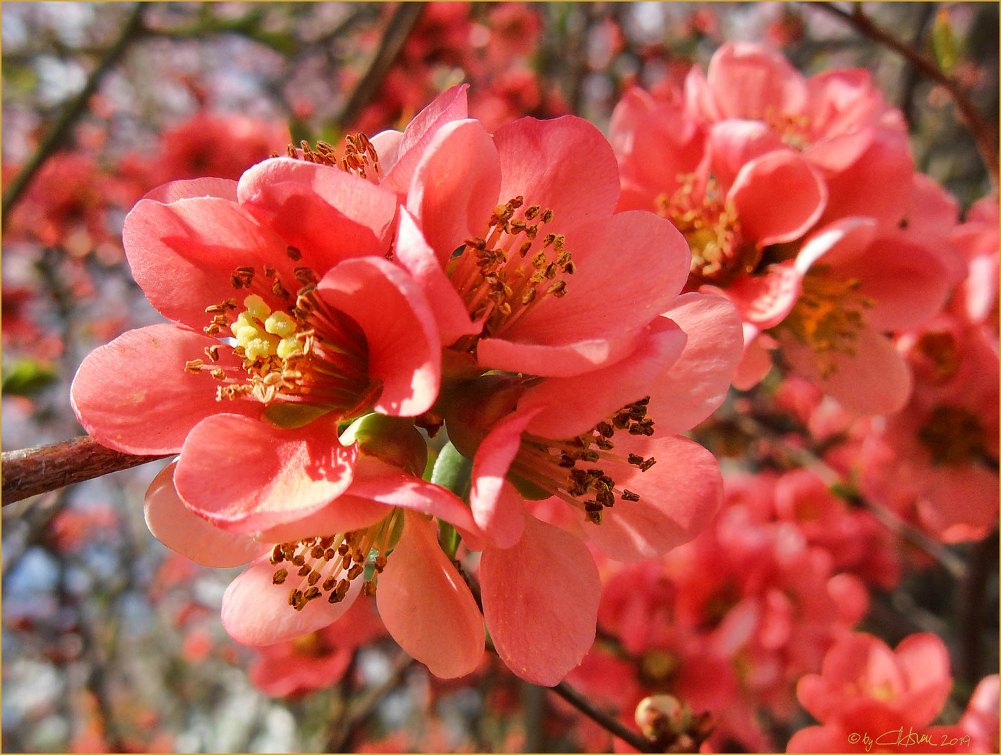 La magie de fleurs 