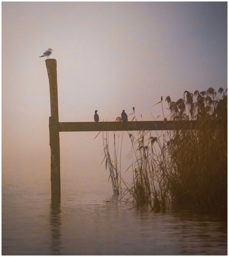 la magie de la brume 