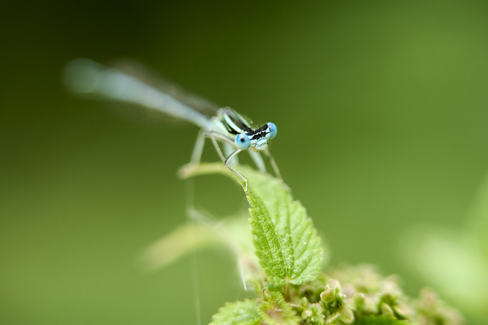 La Magie de la nature