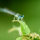 La Magie de la nature