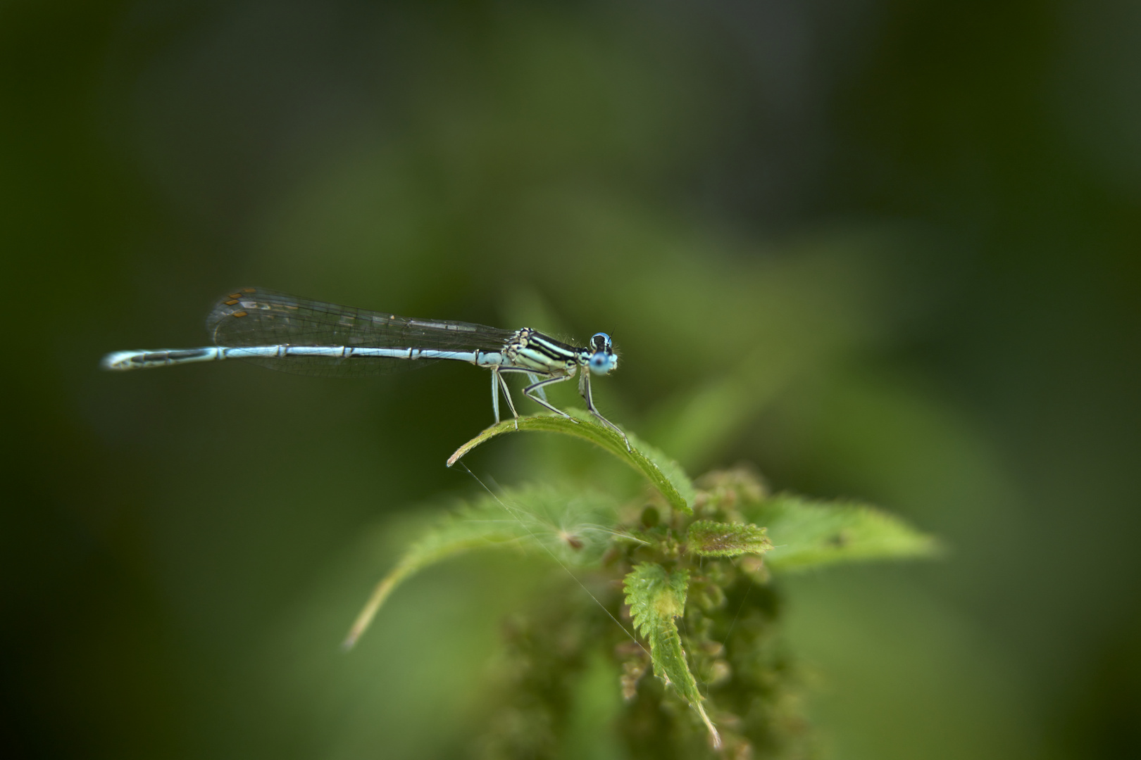 La Magie de la nature