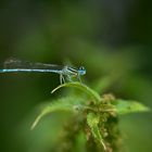 La Magie de la nature