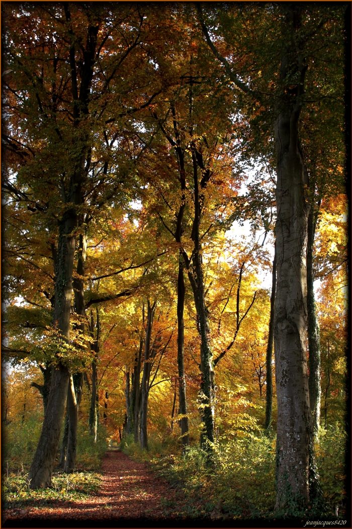 la magie de l'automne