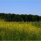 La magie du printemps