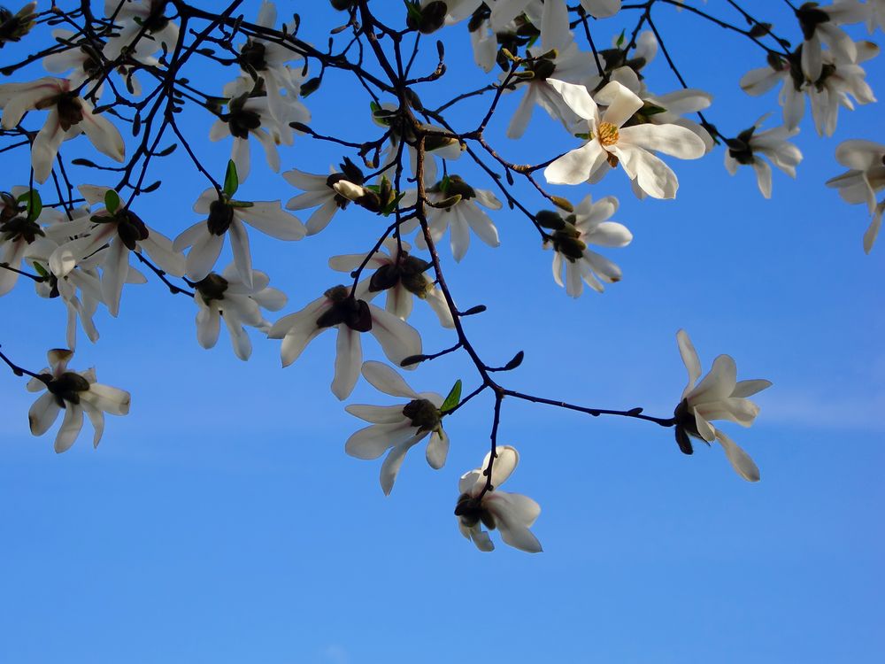 la magnolia