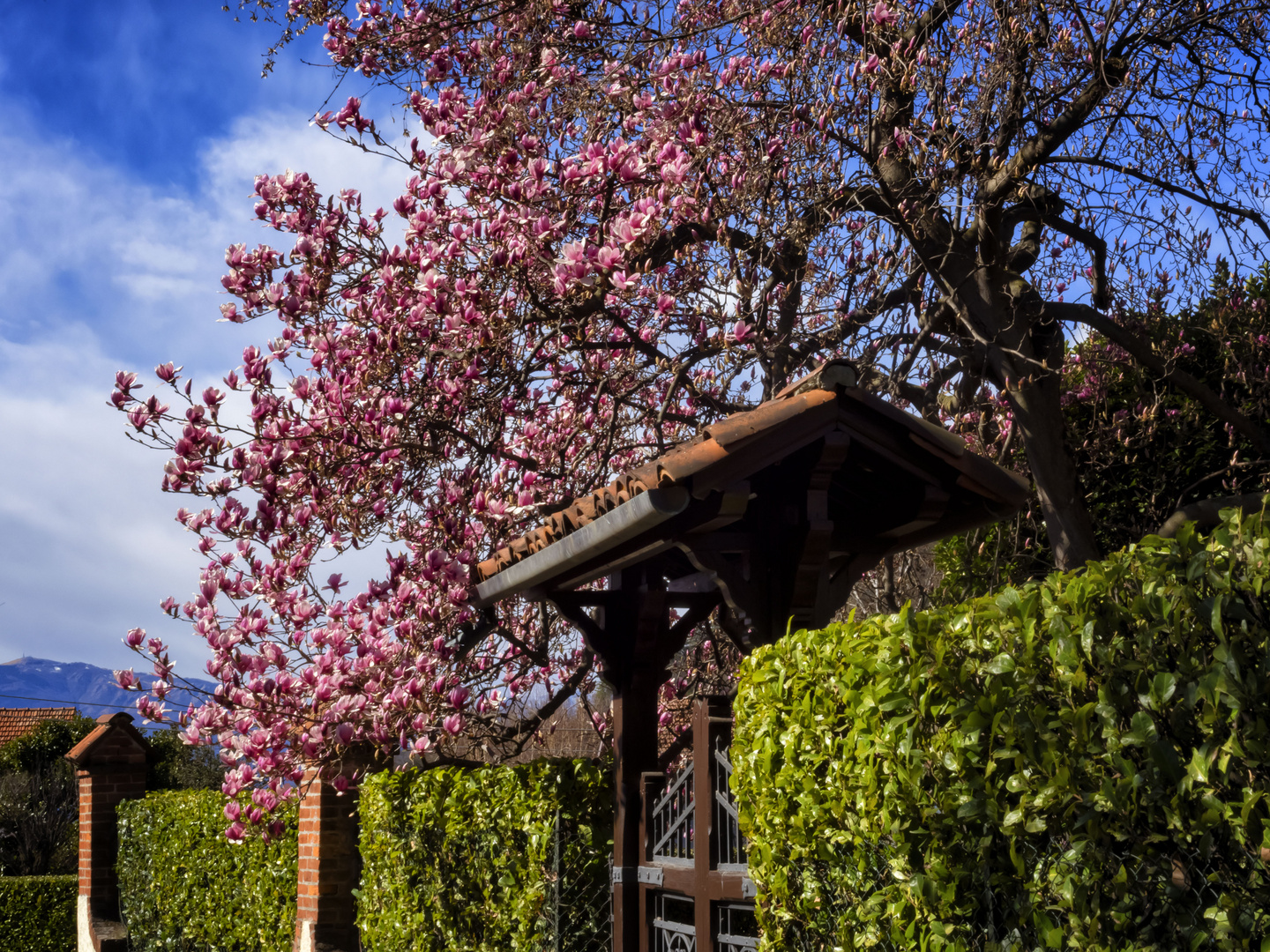 La magnolia di Bissaga