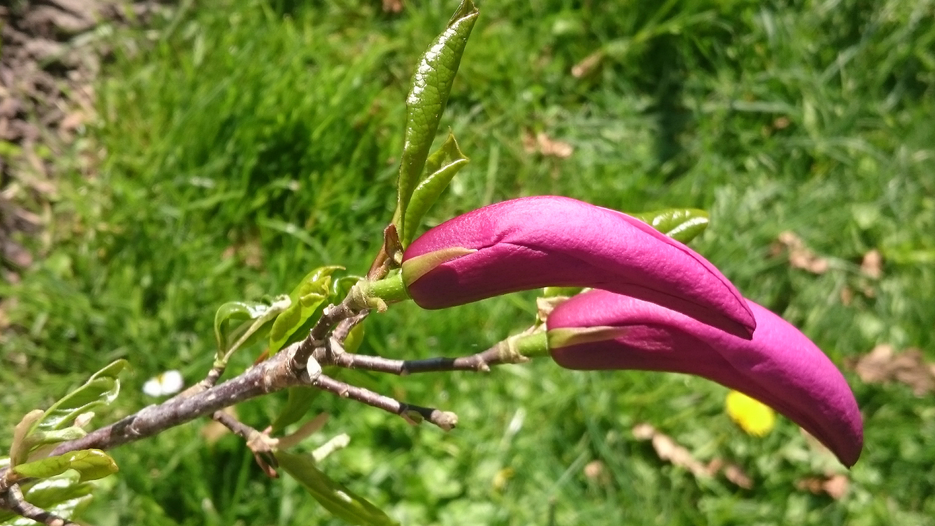 La magnolia zum zweiten...