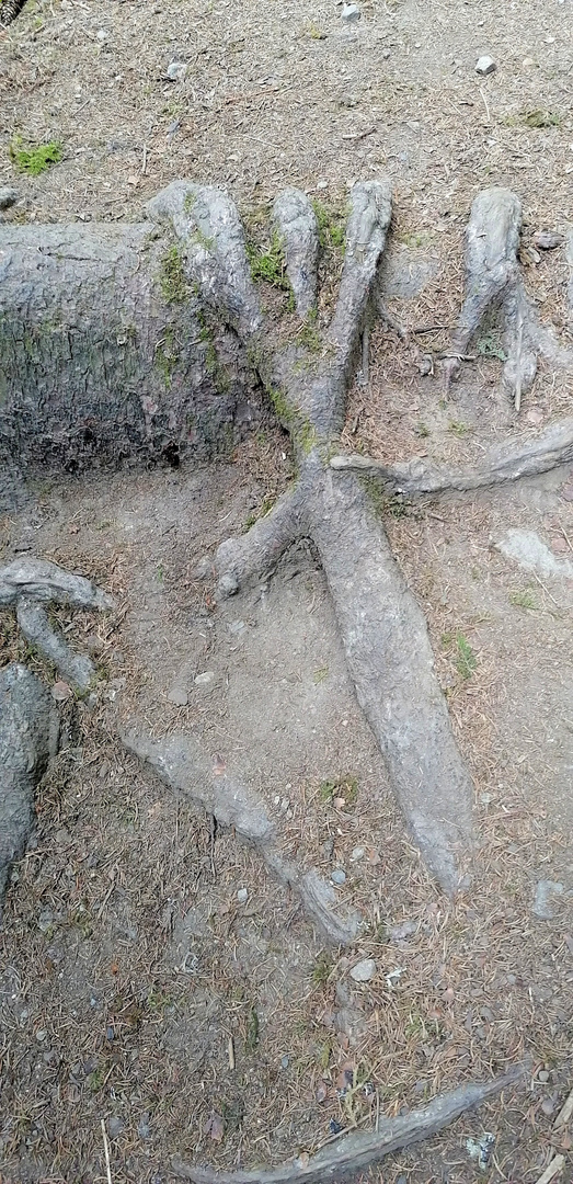 La main de l'arbre !