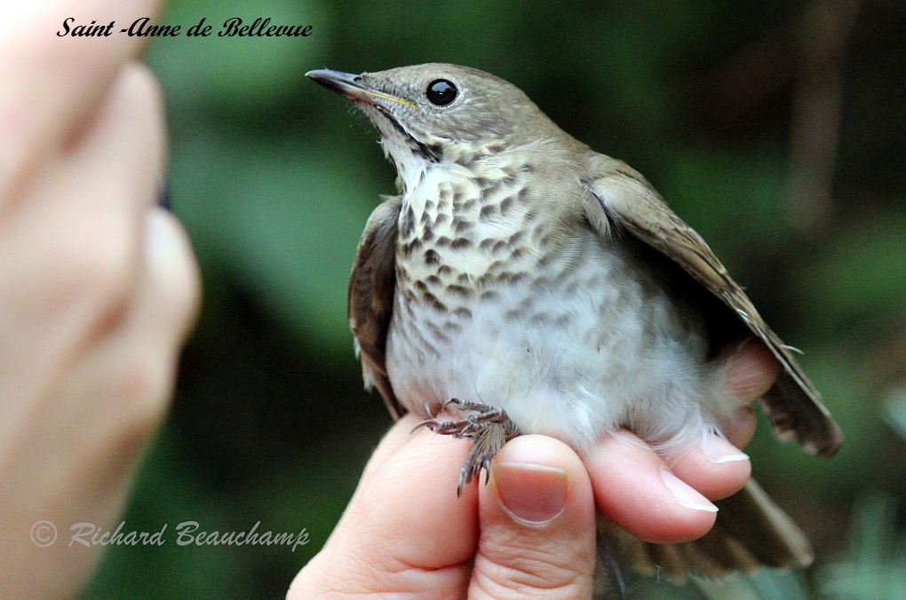 La main pleine de tendresse