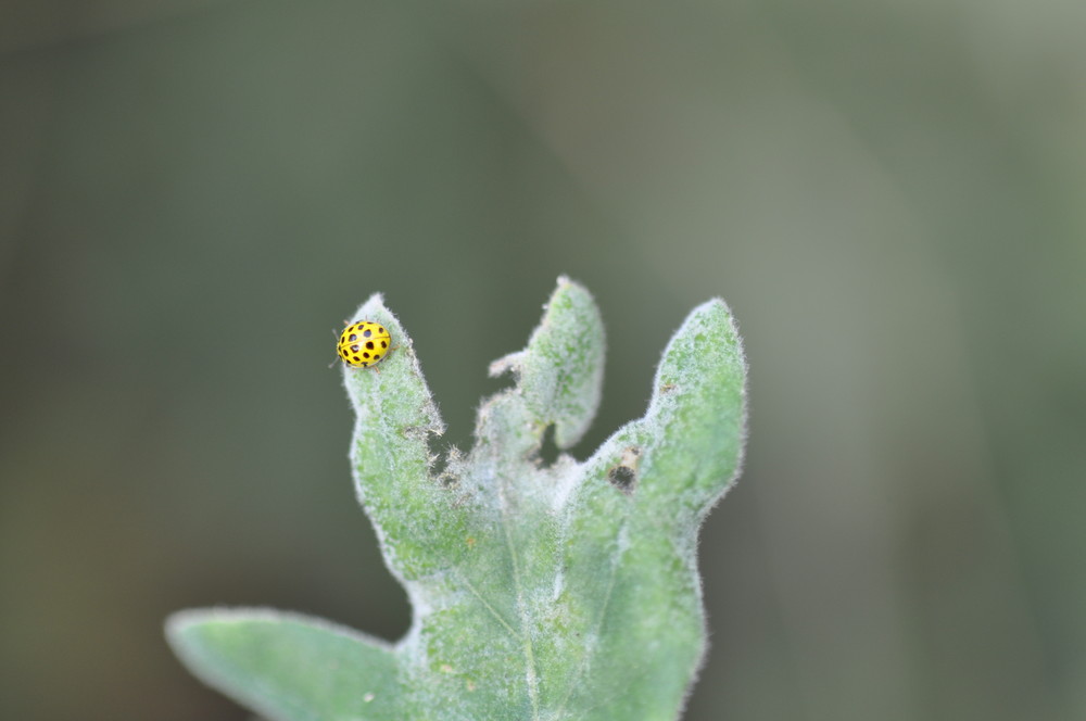 la main verte