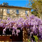 La maison aux glycines