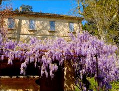 La maison aux glycines