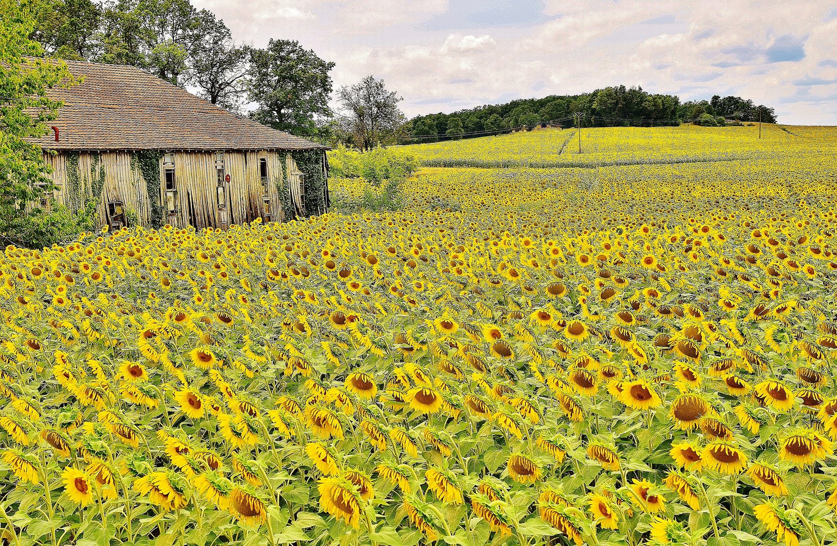 La maison "aux soleils" !