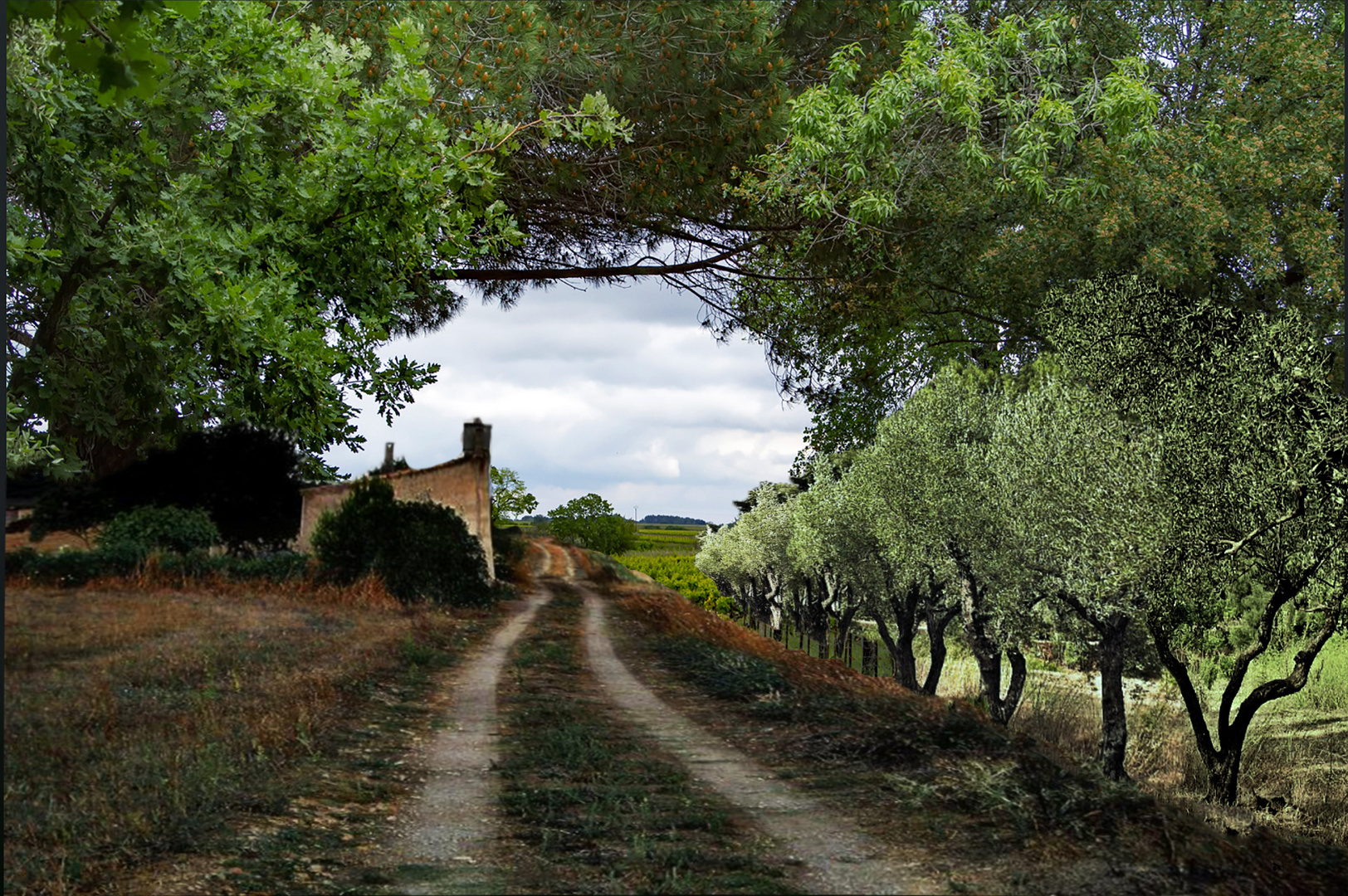 La maison dans le vignoble 