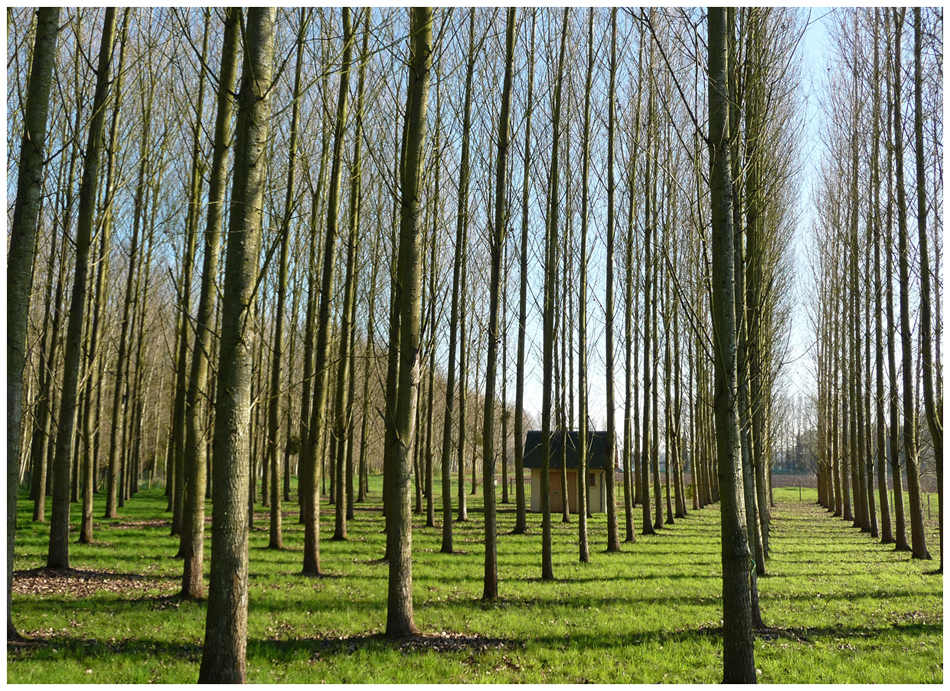 La maison dans les arbres.