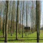 La maison dans les arbres.