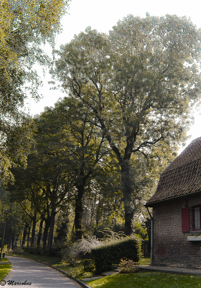 La maison dans les bois