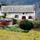 La maison dans les vignes