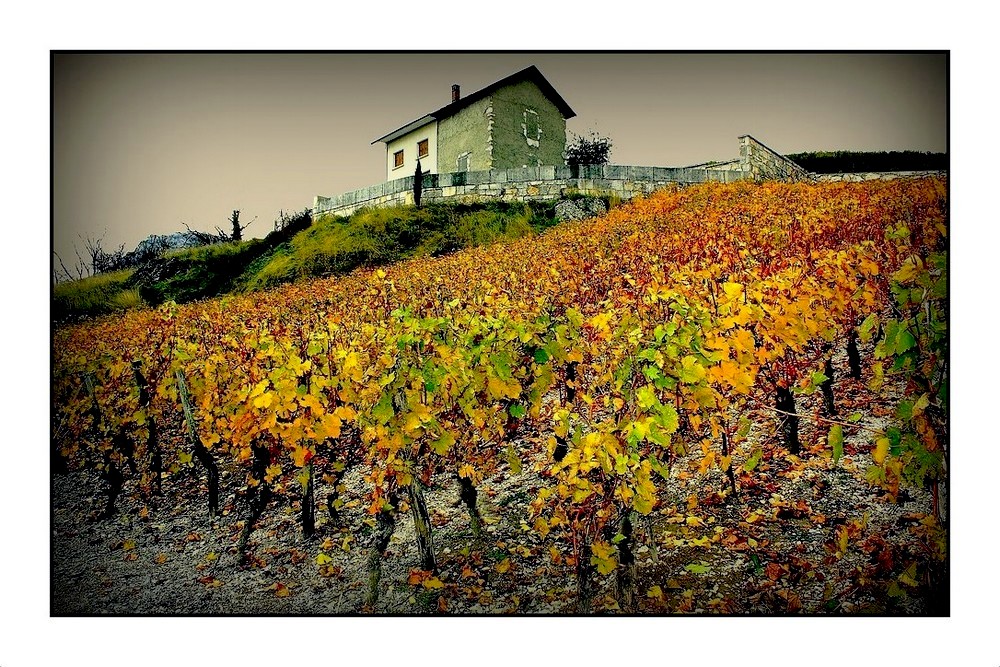 La maison dans les vignes