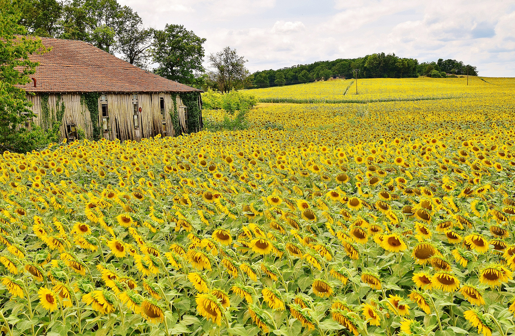 La maison tournesol......