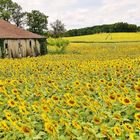 La maison tournesol......