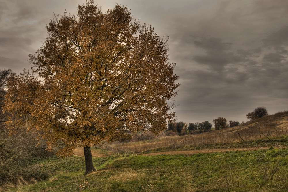 La malinconia di un albero tutto solo