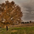 La malinconia di un albero tutto solo