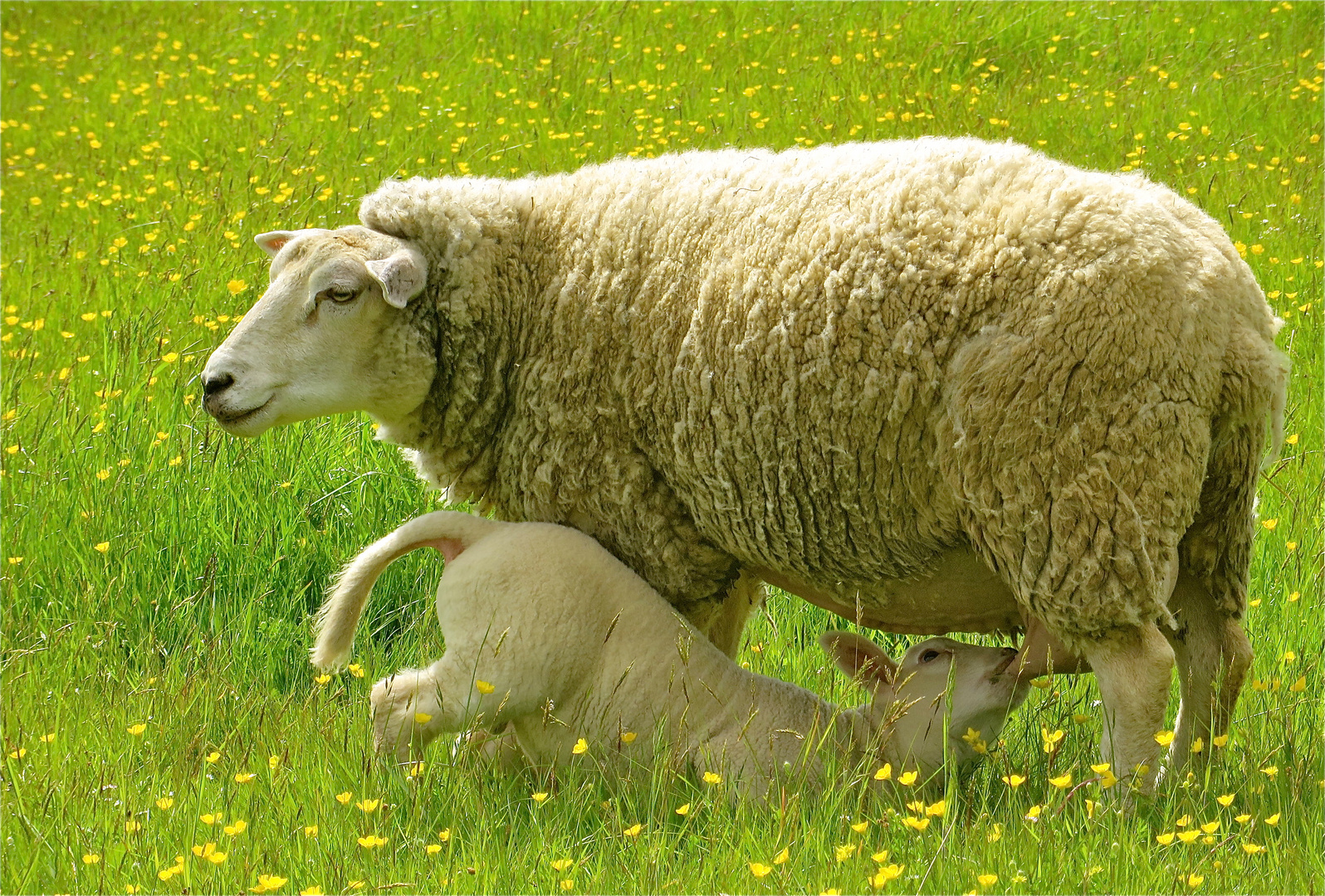 ... la maman avec son bébé !!!...