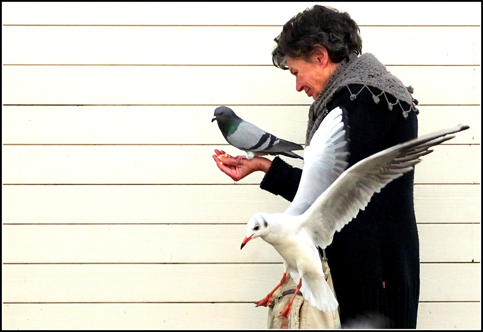 La maman des pigeons