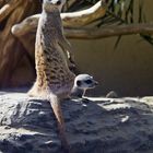 La maman suricat et son bébé