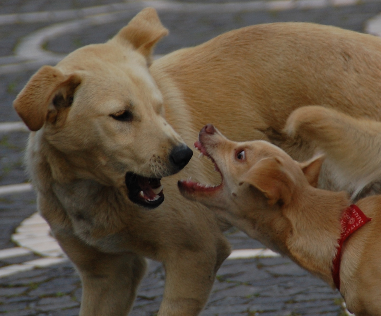 La mamma e il cucciolo...