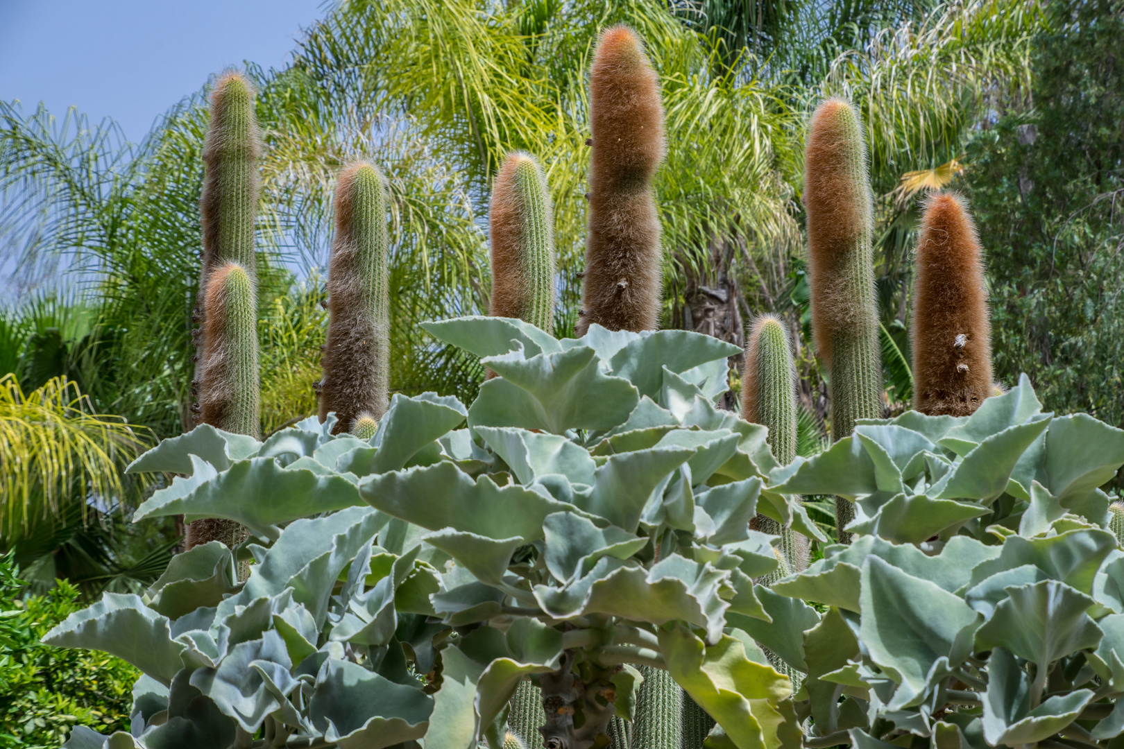 La Mamounia IV Marrakesch/Marokko Foto & Bild park, natur, pflanzen