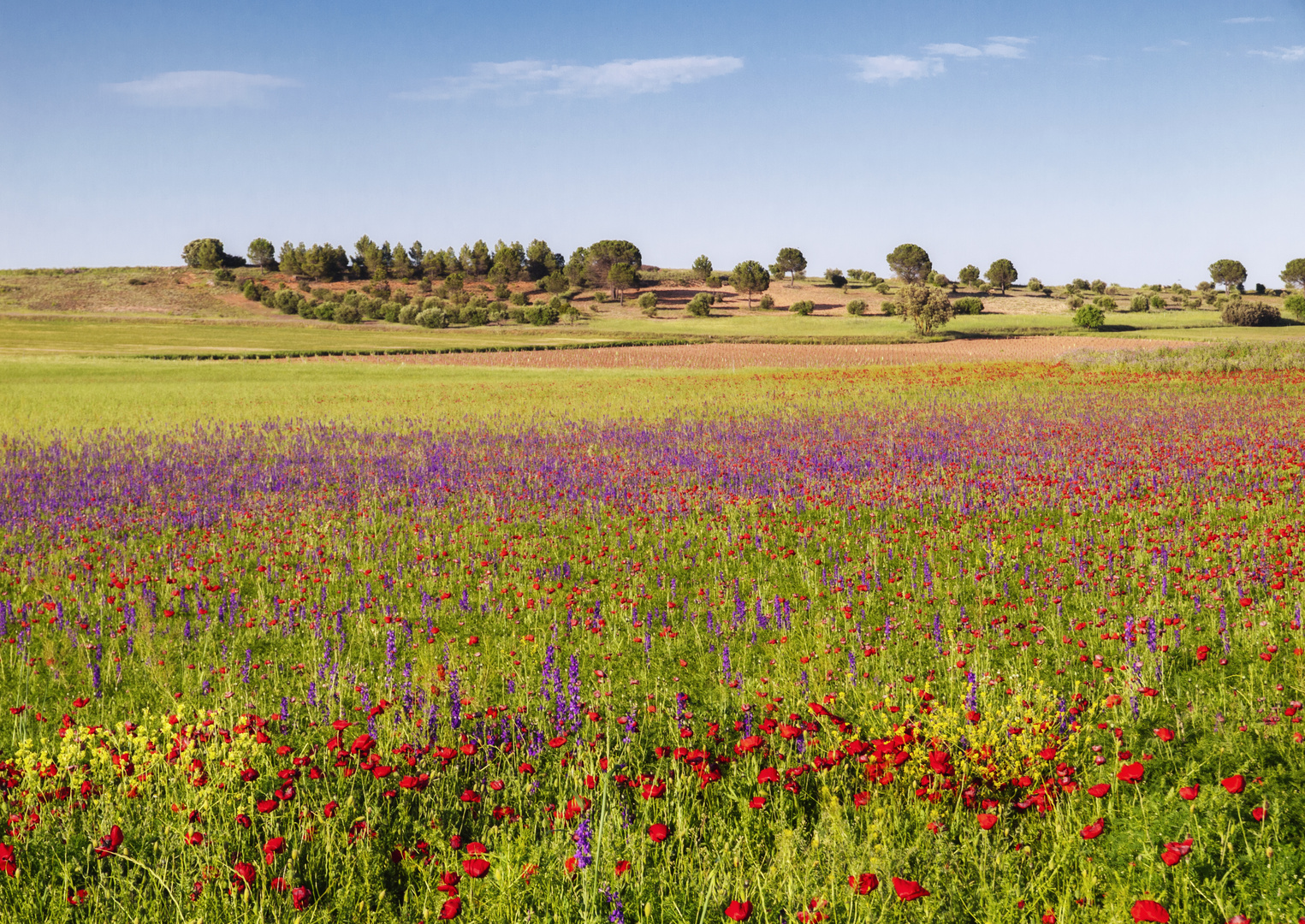 La Mancha