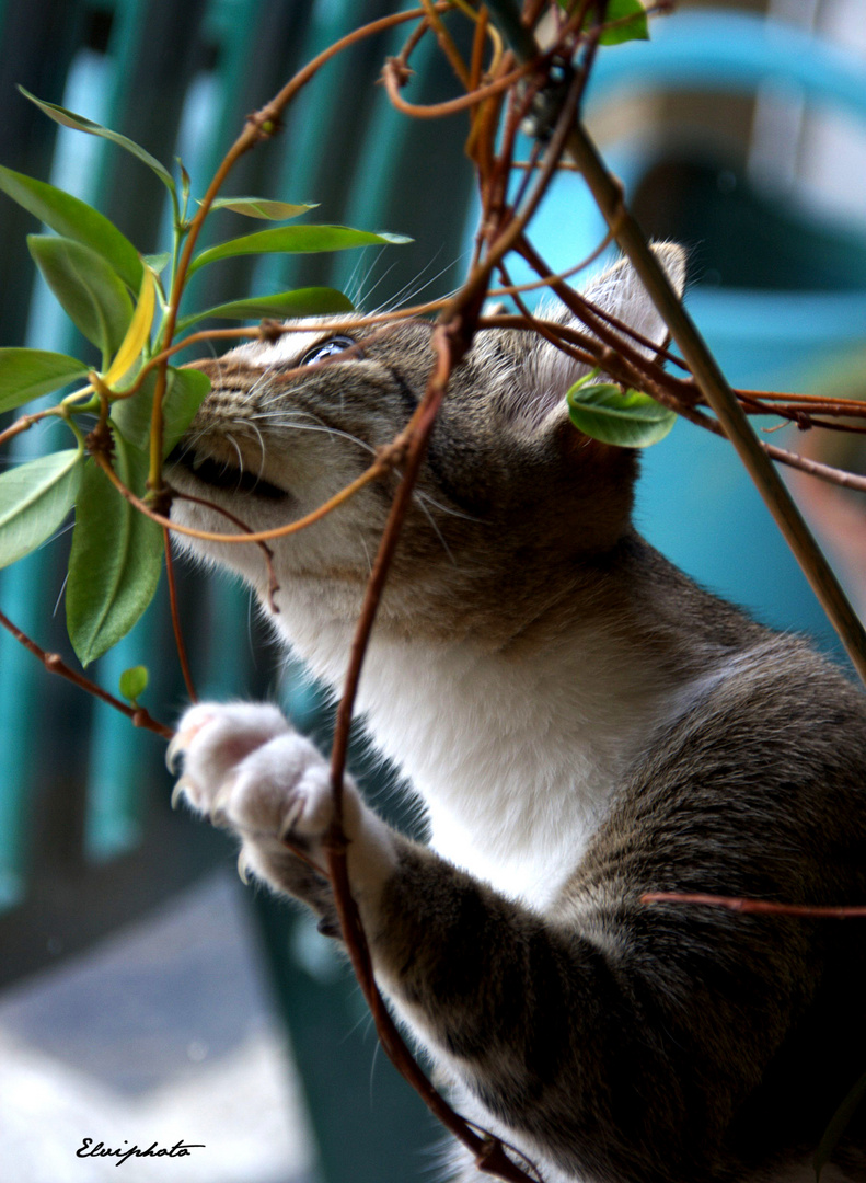 La mangeuse de plantes 