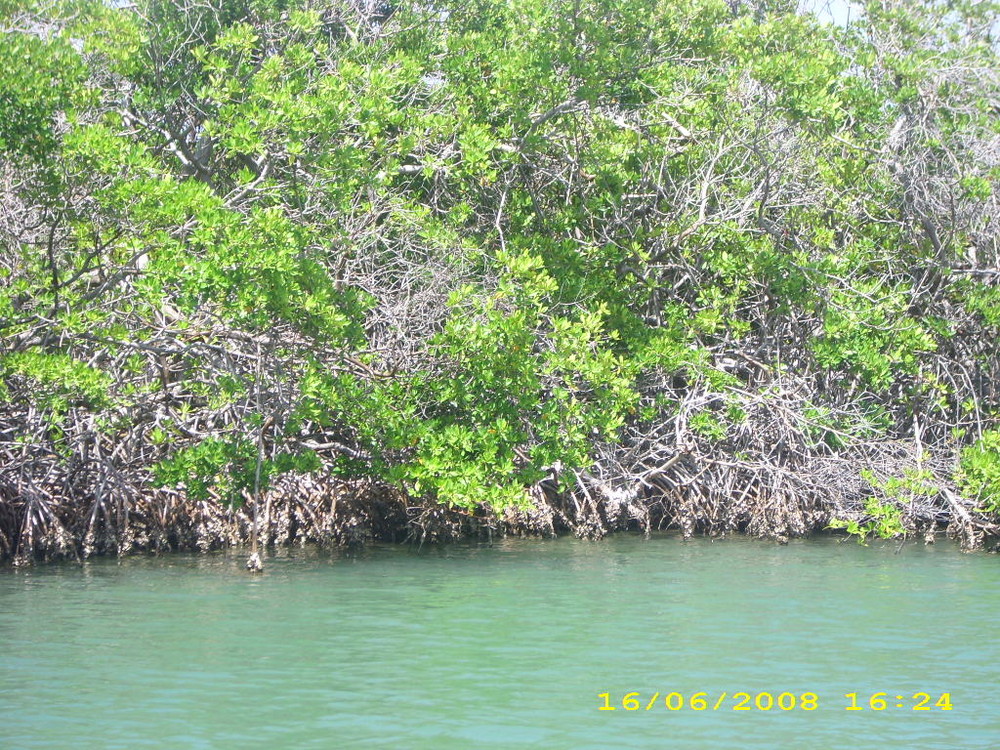 la mangrove de manuéla COUGNEAU 