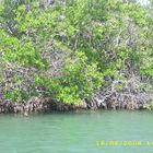 la mangrove