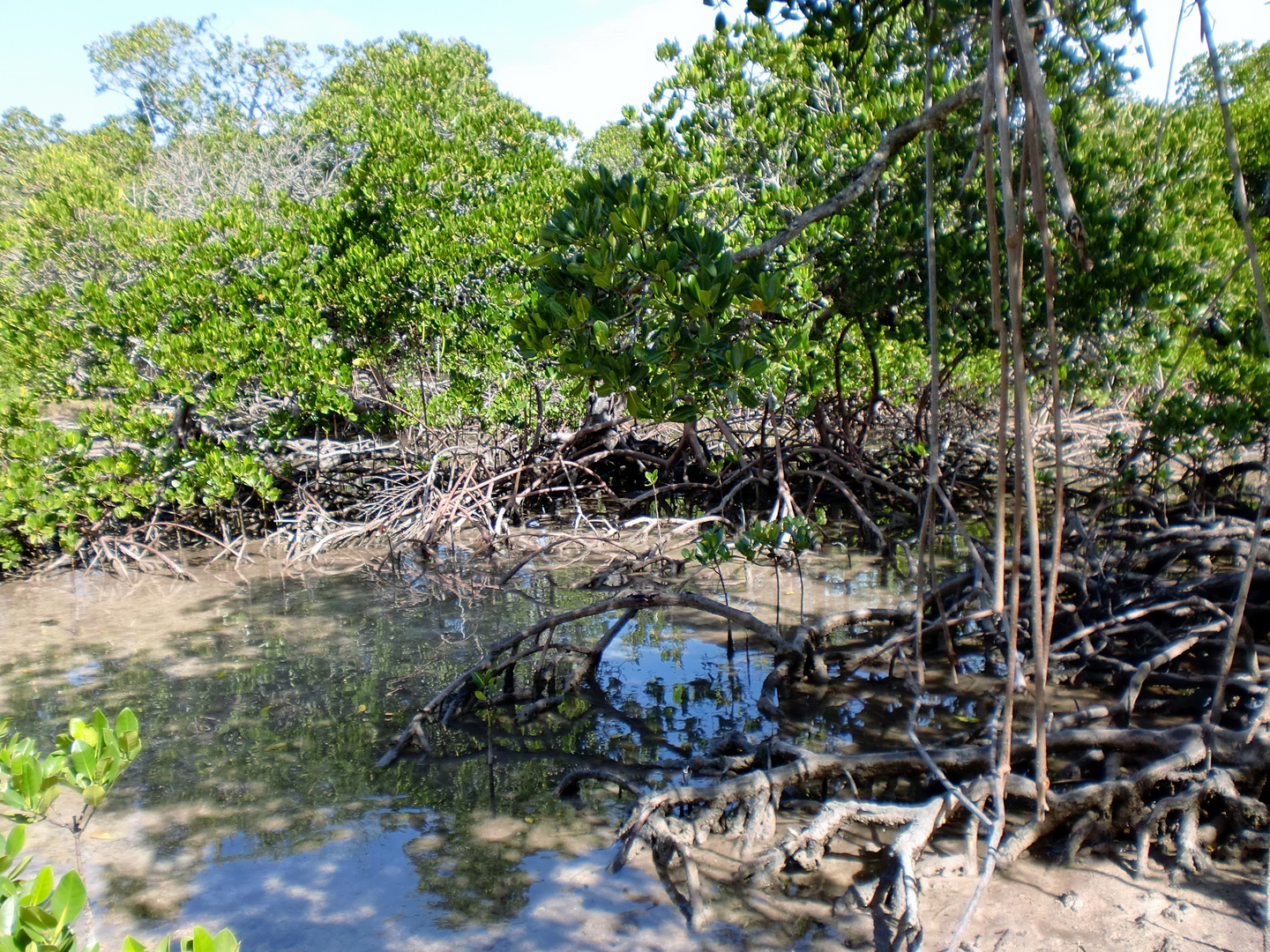 La mangrove à marée basse