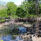 La mangrove à marée basse