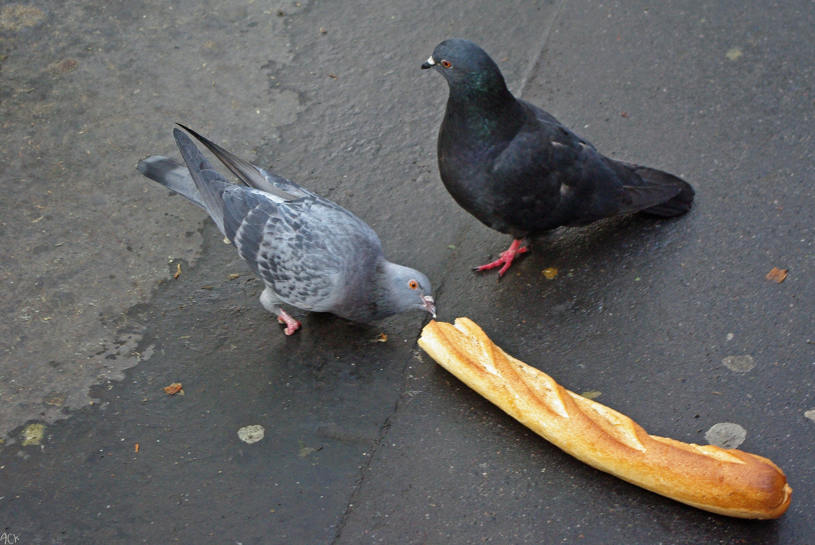 La manne ou on n'est plus des pigeons...