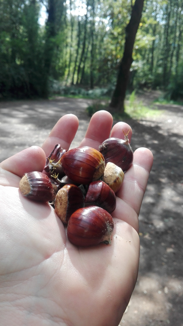 La mano della natura