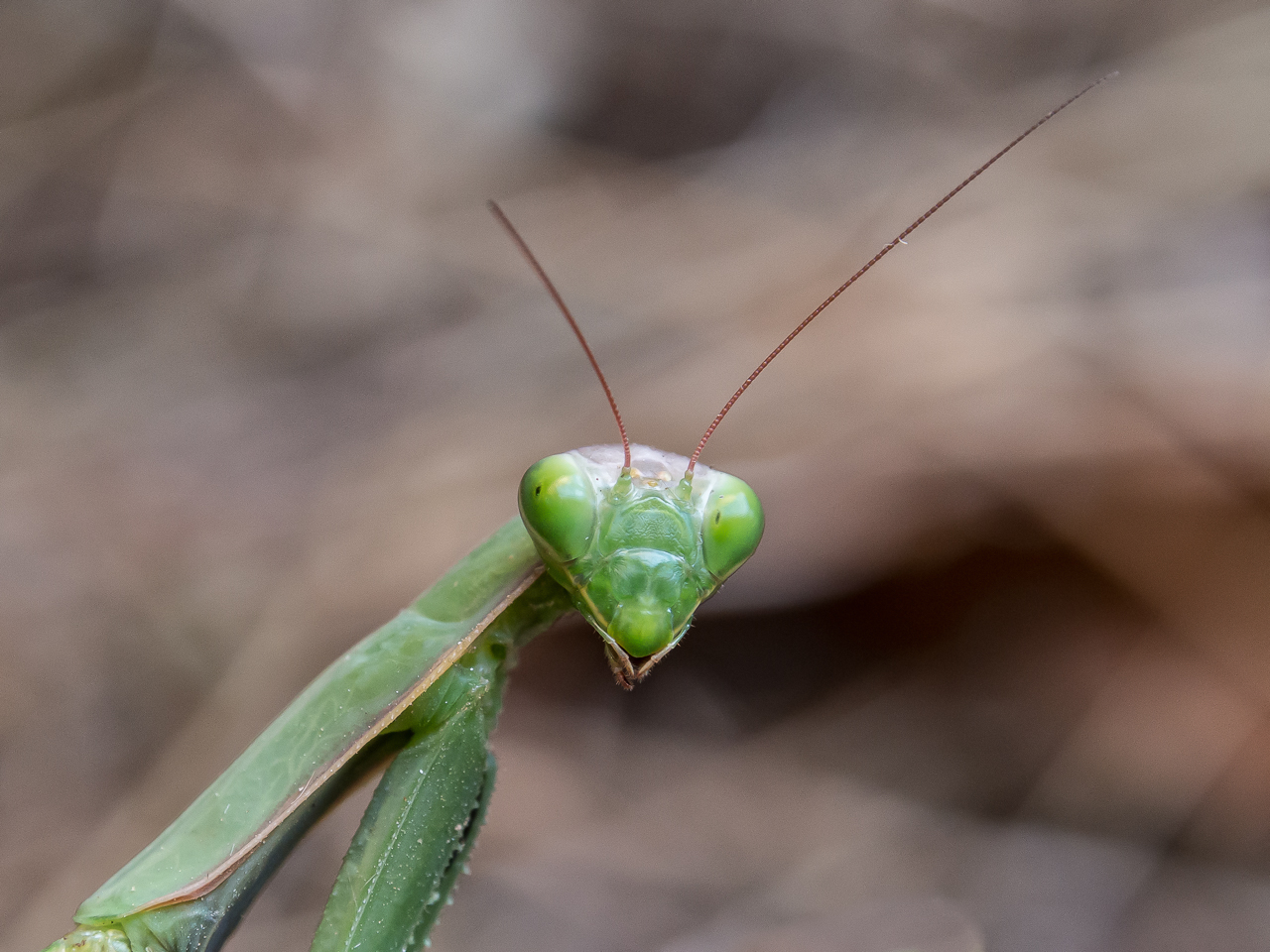 la mante du jour