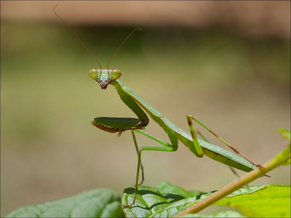 La mante religieuse mahoraise