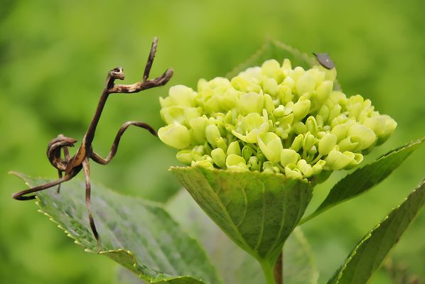 LA MANTIS APUNTO DE CASAR