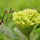 LA MANTIS APUNTO DE CASAR