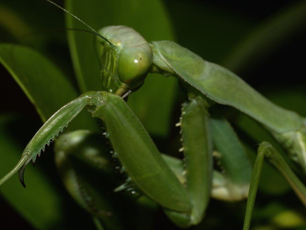 La mantis tímida